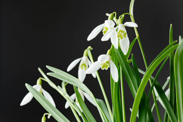 istock Galanthus nivalis. Snowdrops on the black background. Springtime symbol. 1310181802