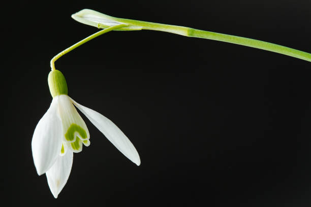 istock Galanthus nivalis. Snowdrops on the black background. Springtime symbol. 1310181806