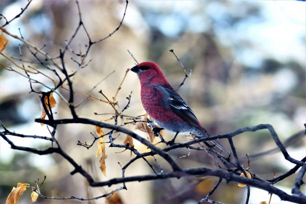 istock Male Pine Grosbeak 1310181911