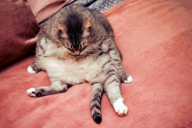 Strange sad cat funny sitting like a man on the couch, copy space for text