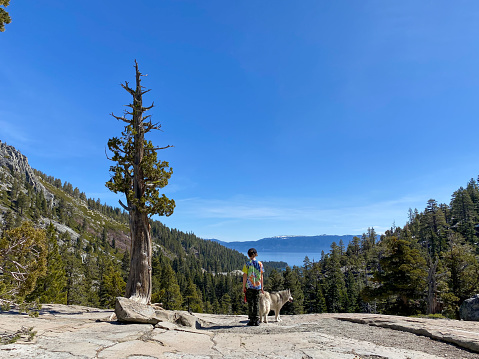 Child and dog hike and play in the Tahoe National Forest among alpine lakes and forest
