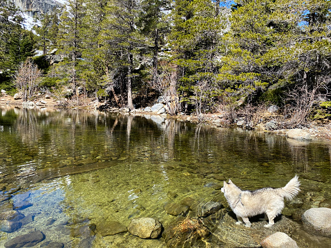 Child and dog hike and play in the Tahoe National Forest among alpine lakes and forest