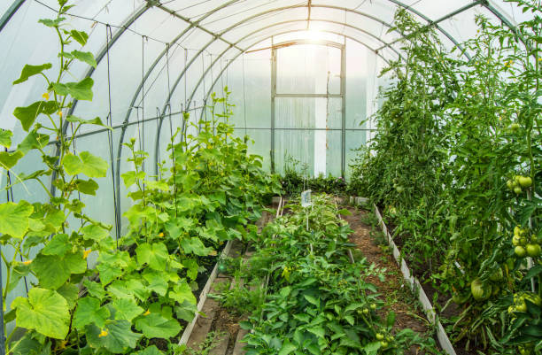 istock Cucumbers and tomatoes grow in a modern polycarbonate greenhouse solar arc, sunlight through transparent walls, the concept of growing crops 1310184607