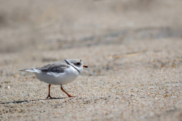 istock Piping Plover (Charadrius melodus) walking on Sandy Hook, NJ, beach on sunny spring morning 1310185012