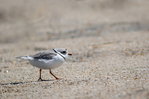 Early spring shorebirds at Sandy Hook, NJ, on a sunny bright early Spring morning