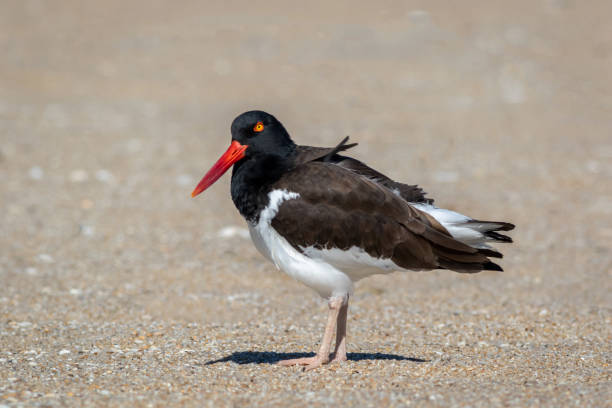 istock American Oystercatcher (Haematopus palliatus) walking on Sandy Hook, NJ, beach on sunny spring morning 1310185014