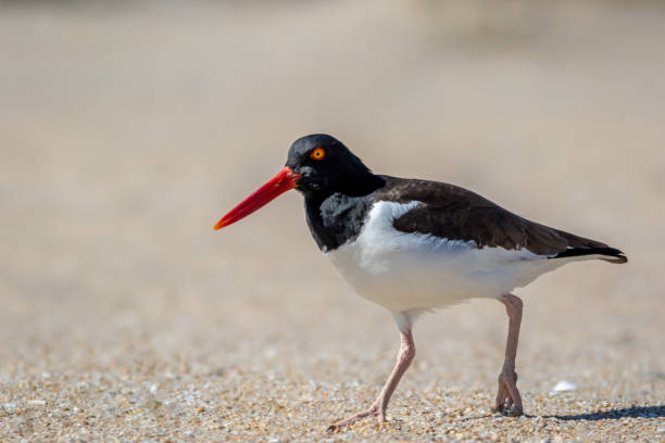 istock American Oystercatcher (Haematopus palliatus) walking on Sandy Hook, NJ, beach on sunny spring morning 1310185067