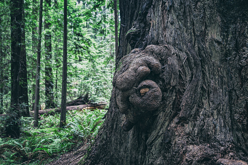 Close-up of protrusion on enormous tree near Avenue of the Giants, scenic highway in Northern California.