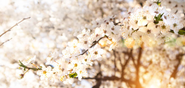 istock Beautiful white cherry tree blossom branches. Sunny spring day blooming garden. 1310187575