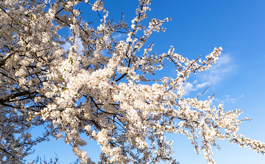 Beautiful white cherry tree blossom branches. Sunny spring day blooming garden. Spring flowers. Cherry tree blossom background. Floral white long web banner. White flowering buds selective focus