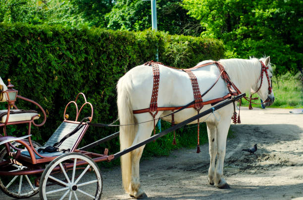 istock Horse with carriage in the park 1310188215
