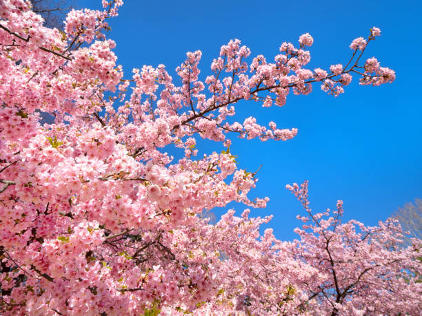 istock Blue sky and cherry blossoms in full bloom 1310188514