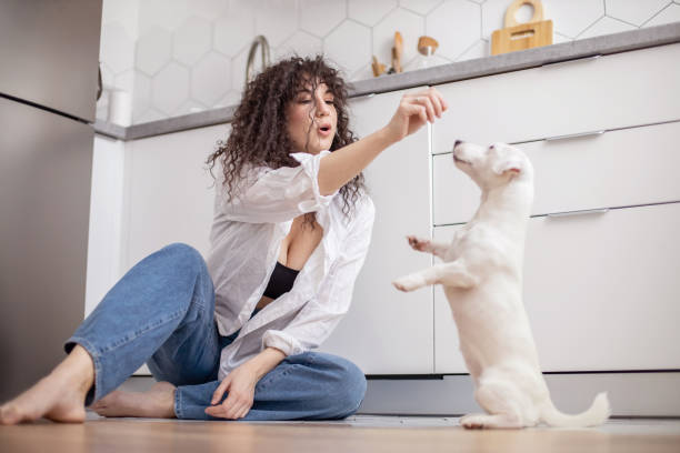 istock Modern female pet owner playing feeding training dog at kitchen Jack Russell Terrier breed 1310191465