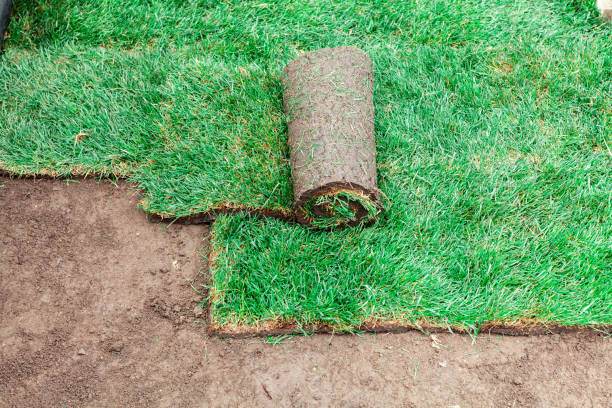 istock Soil coating with rolls of a lawn 1310191548