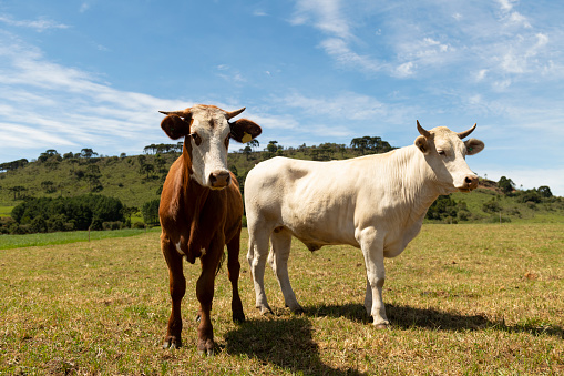 Image with cattle on a green grazing pasture