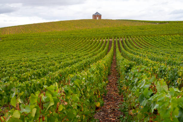 Landscape with green grand cru vineyards near Epernay, region Champagne, France in rainy day. Cultivation of white chardonnay wine grape on chalky soils of Cote des Blancs. Landscape with green grand cru vineyards near Epernay, region Champagne, France in autumn rainy day. Cultivation of white chardonnay wine grape on chalky soils of Cote des Blancs. cramant stock pictures, royalty-free photos & images