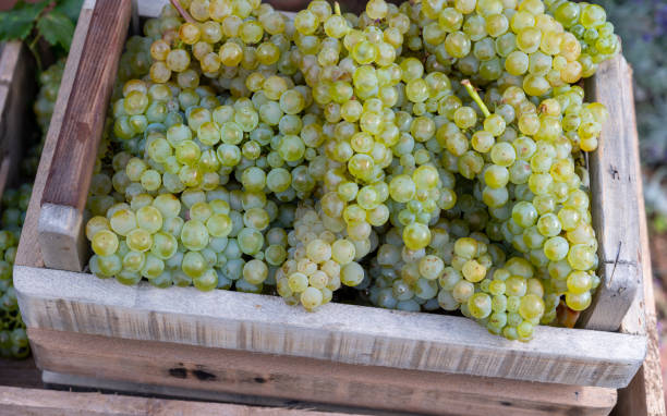 New harvest of white sweet chardonnay grapes on grand cru vineyards near Epernay, region Champagne, France New harvest of white sweet chardonnay grapes on grand cru vineyards near Epernay, region Champagne, France close up cramant stock pictures, royalty-free photos & images