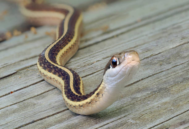 una imagen apilada de primer plano de una serpiente de cinta en una cubierta de madera - serpentina fotografías e imágenes de stock