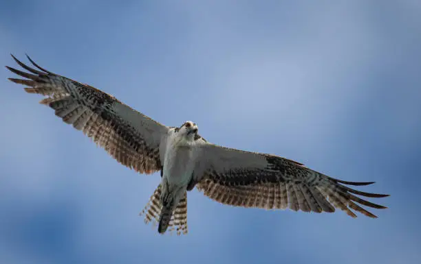 An osprey in Southern Florida