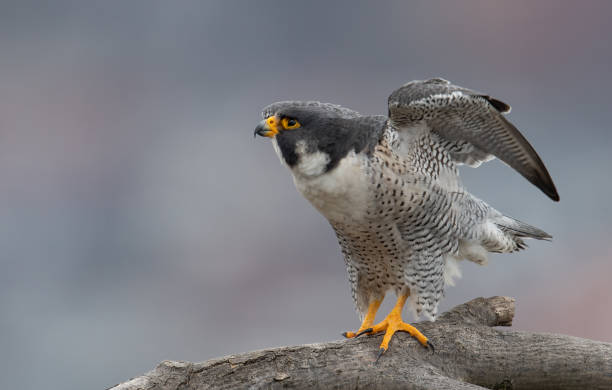 istock Peregrine Falcon 1310198267
