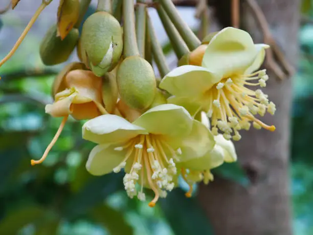 Photo of close-up yellow flowers Durio acuminatissimus , Durio stercoraceus Noronha, rare species, on green leaves blurred background, focus on pollen and flower. macro