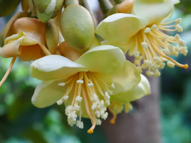 Photo of close-up yellow flowers Durio acuminatissimus , Durio stercoraceus Noronha, rare species, on green leaves blurred background, focus on pollen and flower. macro