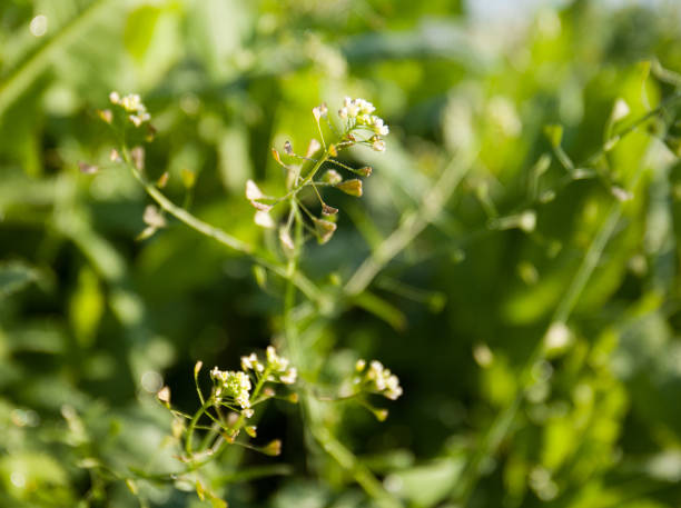 The medicinal raw material is the herb of shepherd's purse (Herba Bursae pastoris (L.)). Leaves have phytoncidal activity.