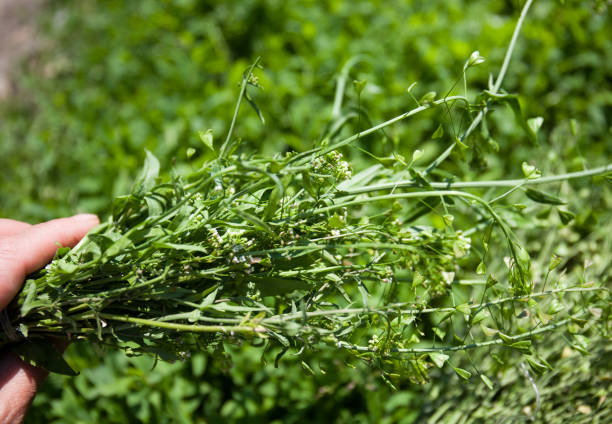 There are experimental data on the diuretic and hypotensive effect of drugs from a shepherd's purse, on its possible use for the treatment of pulmonary tuberculosis, a hemostatic agent for internal bleeding. The infusion of the plant has a good therapeutic effect in the treatment of acute and chronic pyelonephritis.