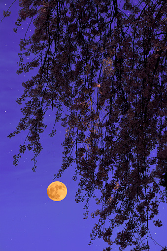Full moon rising over the weeping cherry tree with copy space.