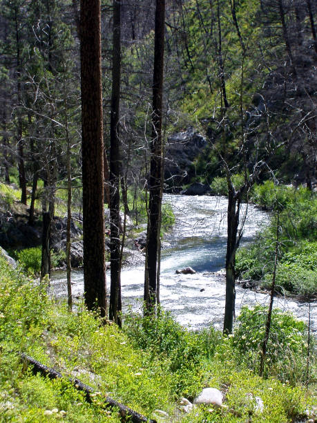 istock Middle Fork of the Salmon River, Upper Reaches 1310205063