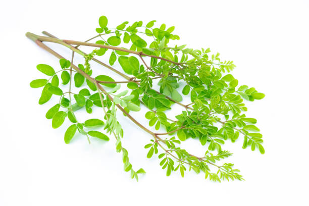 Closeup young moringa leaves branch, herb and medical concept Closeup young moringa leaves branch, herb and medical concept moringa leaves stock pictures, royalty-free photos & images