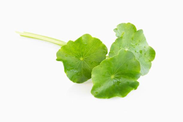 Closeup leaf of Gotu kola, Asiatic pennywort, Indian pennywort on white background, herb and medical concept, selective focus Closeup leaf of Gotu kola, Asiatic pennywort, Indian pennywort on white background, herb and medical concept, selective focus lysine stock pictures, royalty-free photos & images