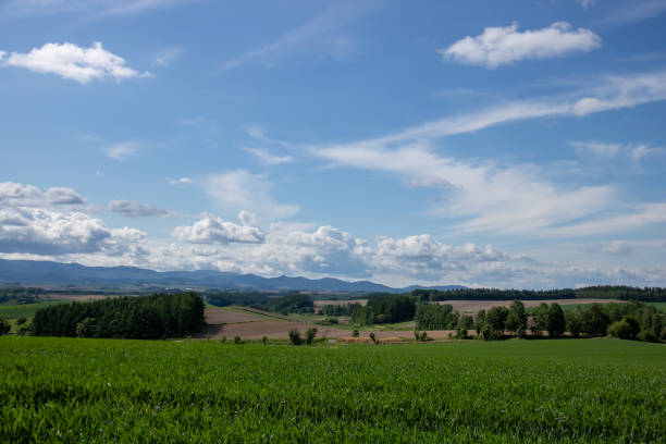 istock Green wheat field and blue sky 1310210000