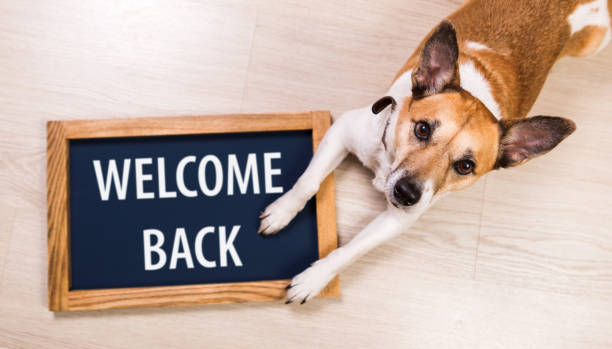 istock Welcome Back written on a blackboard as a concept for hospitality or Customer Focus in business. 1310213233