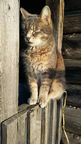 istock A gray cat basks in the sun. 1310213508