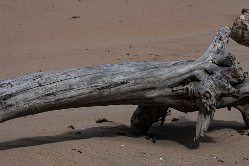 Horizontal seascape of driftwood tree branche washed up ashore on sand at Brunswick Heads beach NSW Australia