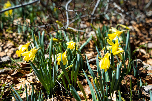 Wild growing daffodils in a forest in Prés-d-Orvin, Switzerland.