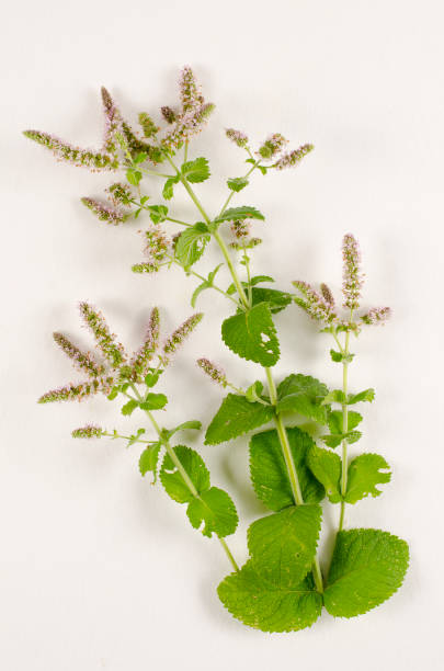 apple come - mentha rotundifolia foto e immagini stock