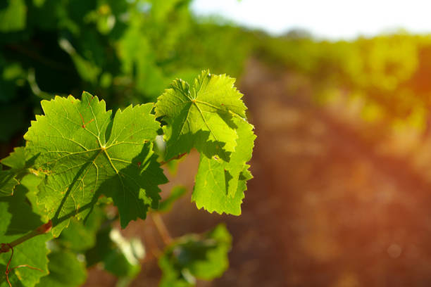istock Grapes bush leaves in a vineyard close up 1310216702