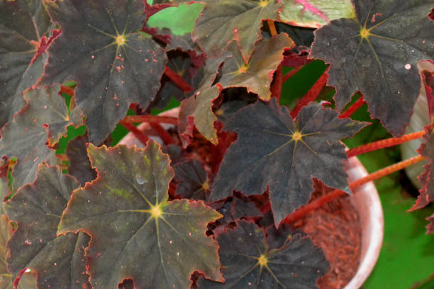 istock Purple house plant in a pot 1310218018