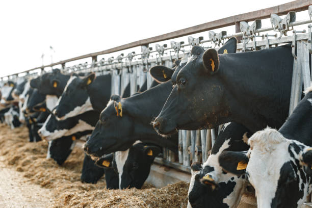 istock Cows standing in a stall and eating hay 1310218807