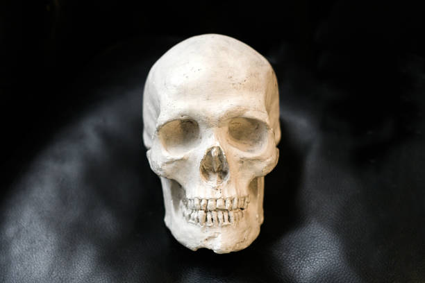 istock Old chipped and damaged plaster cast of a human skull 1310219034