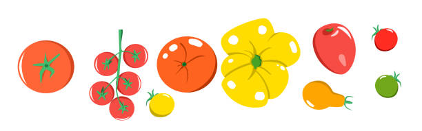 ilustrações, clipart, desenhos animados e ícones de um conjunto vetorial brilhante de pomodores coloridos. - cherry tomato tomato white background vegetable