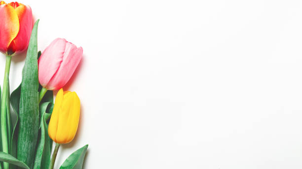 istock beautiful tulips on white background 1310220850