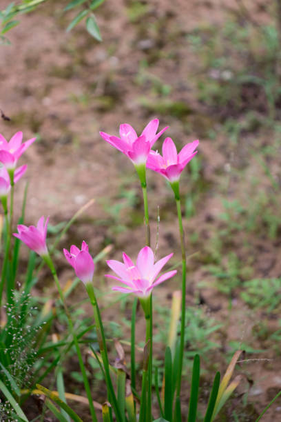 istock Pink lily Flowers 1310221965