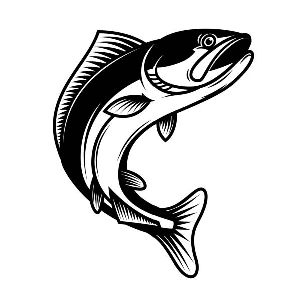 Illustration of jumping salmon fish. Design element for label, sign, emblem, poster. Vector illustration Illustration of jumping salmon fish. Design element for label, sign, emblem, poster. Vector illustration drawing of fish jumping out water stock illustrations