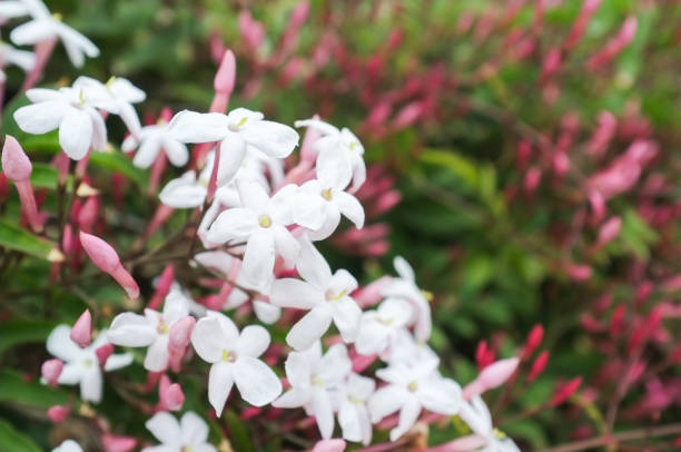 istock Jasmine flowers and buds 1310225068