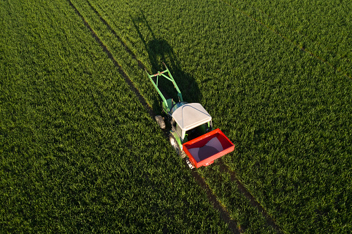 Green tractor with rear mounted, red fertilizer working in wheat field, aerial view.