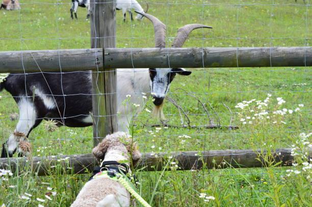 istock A Lagotto Romagnolo dog watching goats 1310226338