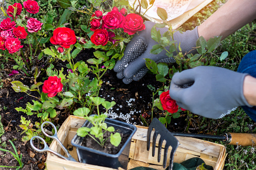 Mujer mano a mano en guantes protectores está fertilizando arbustos de rosas rojas en la rockería, trabajador se preocupa por las flores en el jardín de flores photo